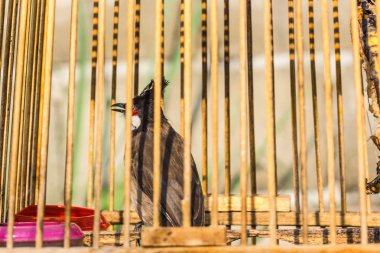 Kuş kafesi içinde bir küçük kuş konaklama