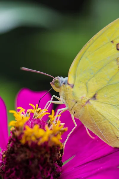 Yellow butterfly on pink flower — Stock Photo, Image