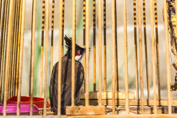 Um pequeno pássaro fica dentro da gaiola — Fotografia de Stock