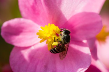 Küçük arı üzerinde pembe Begonya