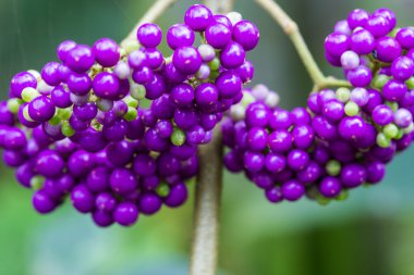 Amerikan beautyberry