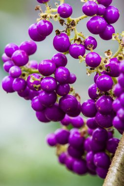 Amerikan beautyberry