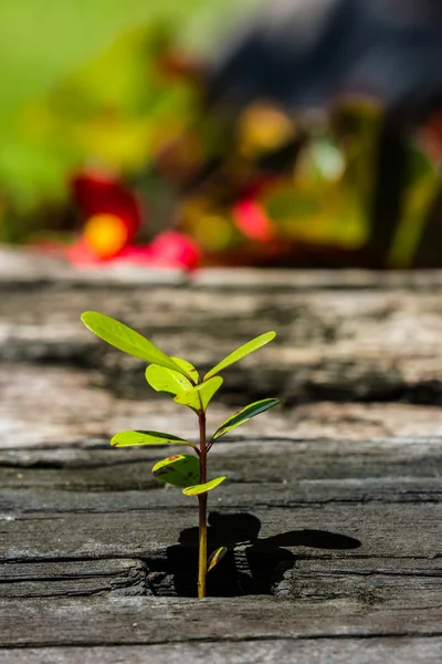 Pequeño árbol en madera vieja — Foto de Stock