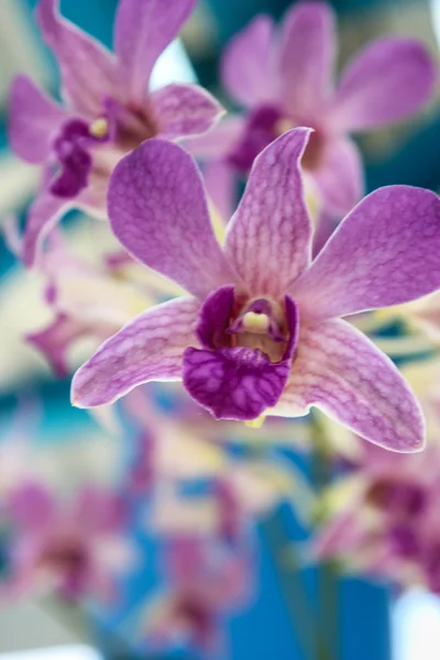 Beautiful purple orchid in garden — Stock Photo, Image