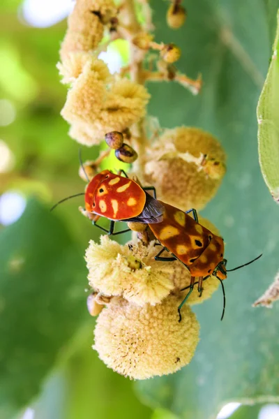 Sex  of shield bugs — Stock Photo, Image