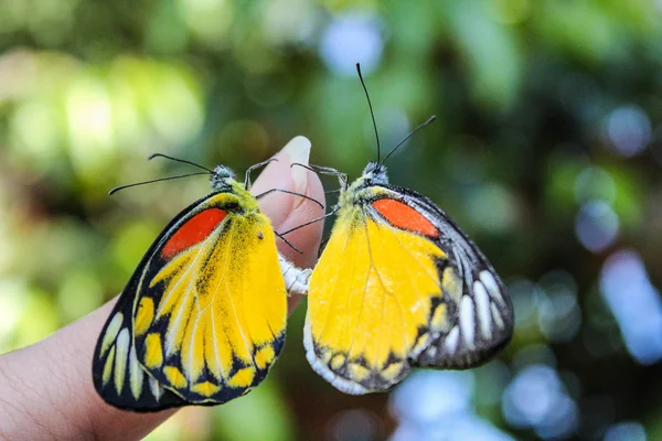 Sesso di butterflys — Foto Stock