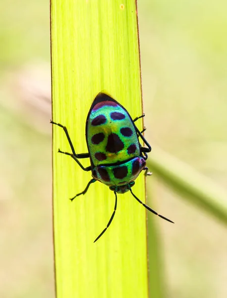 Bug (Chrysocoris stollii) — Stockfoto
