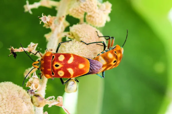Sex  of shield bugs — Stock Photo, Image