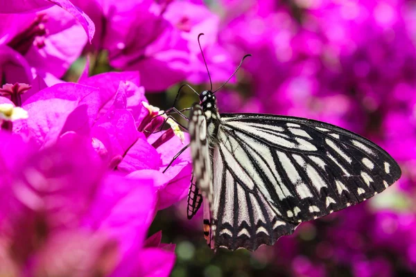 Butterfly on purple flowers — Stock Photo, Image