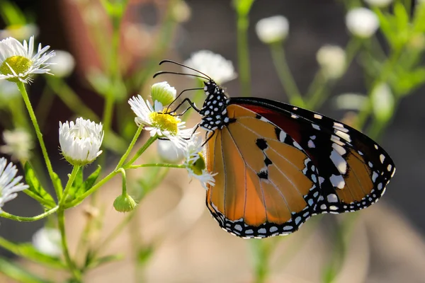 Papillon sur fleurs blanches — Photo