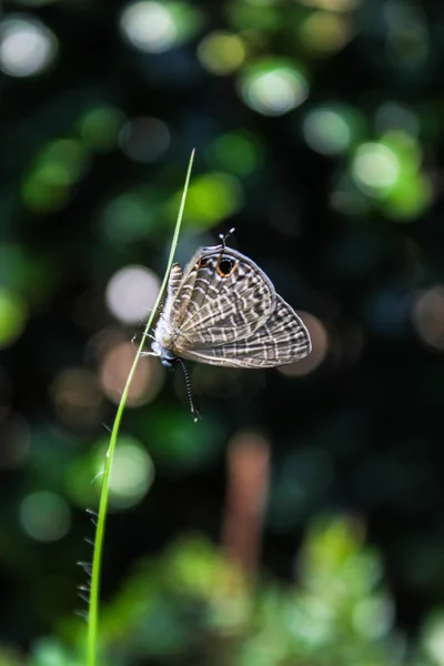 Çiçekteki kelebek — Stok fotoğraf