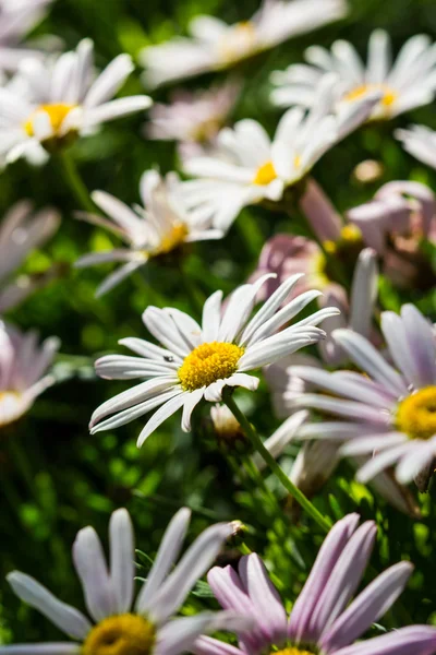 Gänseblümchen — Stockfoto