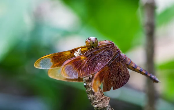 Libélula abre asas — Fotografia de Stock