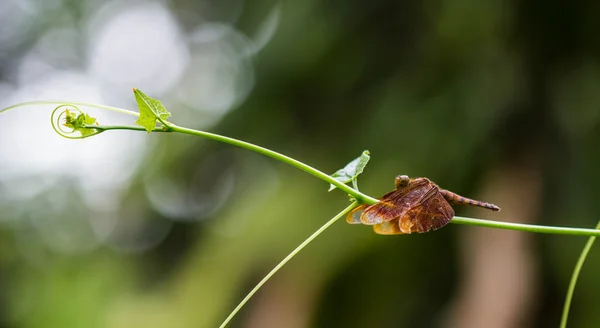 Libelle breitet Flügel aus — Stockfoto