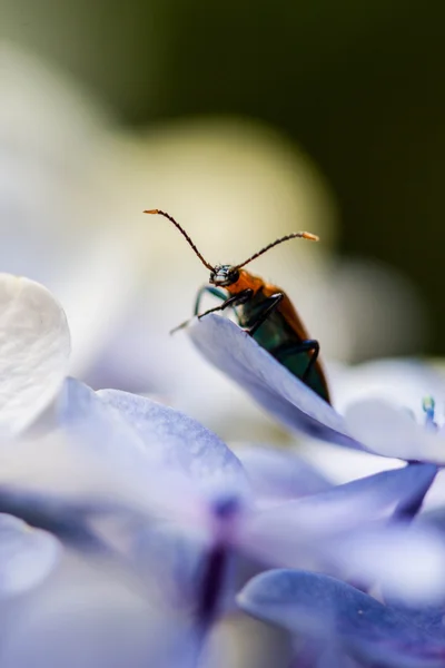 红衣主教甲虫-Pyrochroa serraticornis — 图库照片