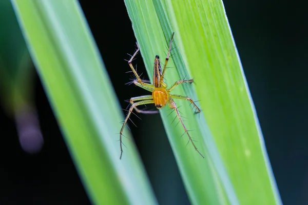 Паук-рысь крупным планом прыгающего паука — стоковое фото