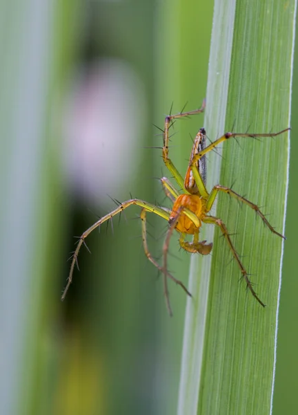 Luchsspinne aus der Nähe einer springenden Spinne — Stockfoto