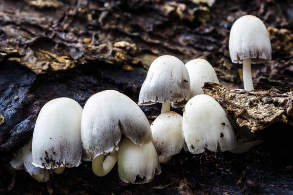 A group of white mushrooms growing in the old tree — Stock Photo, Image