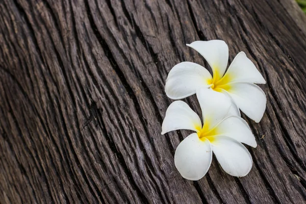 木材にプルメリアの花 — ストック写真