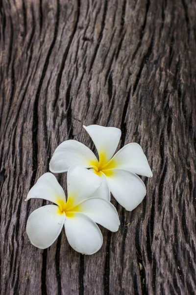 Frangipani flower on wood — Stock Photo, Image