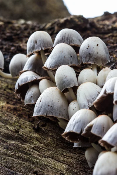 A group of white mushrooms growing in the old tree — Stock Photo, Image