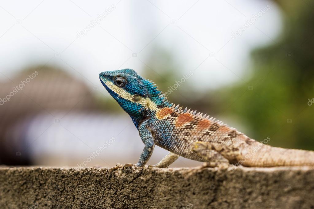 Cute Blue Lizard
