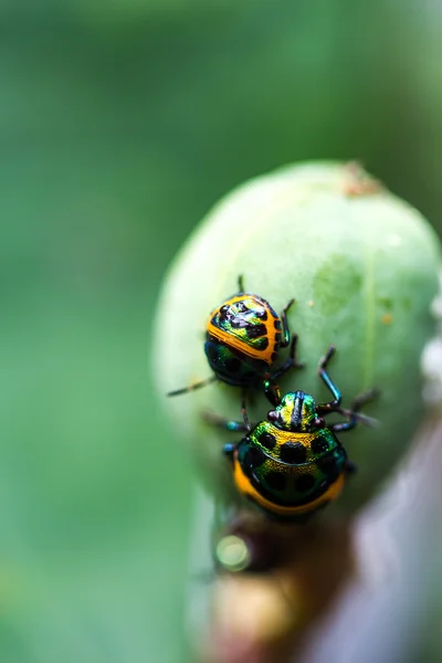 Lychee sköld bugg — Stockfoto