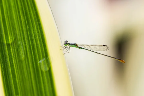 Moscas de damisela — Foto de Stock