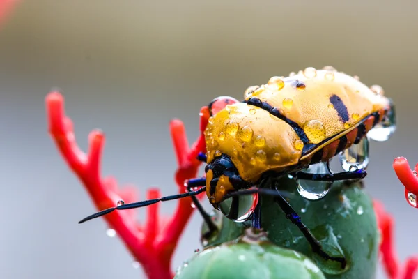 Bug Permata — Stok Foto