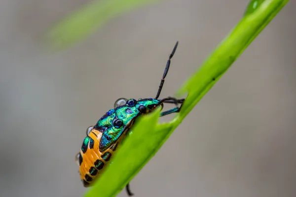 ライチのカメ虫 — ストック写真