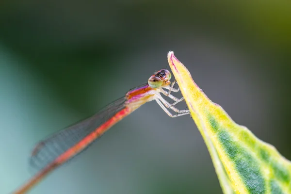 Moscas de damisela — Foto de Stock