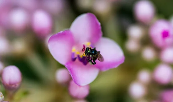 Včelka na růžový květ — Stock fotografie