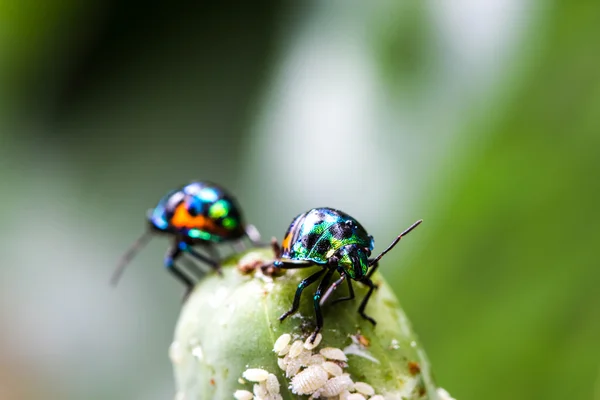 Bug Shield liczi — Zdjęcie stockowe