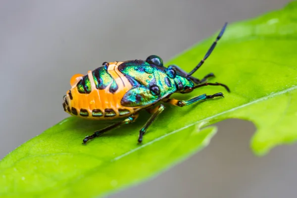 Lychee Shield Bug — Stock Photo, Image