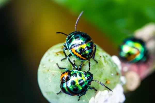 Bug escudo lychee — Fotografia de Stock