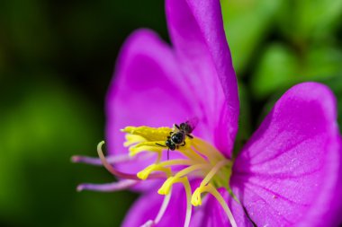 Malabar melastome (Hint ormangülü) çiçek