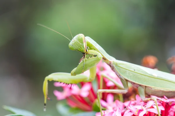 Mante religieuse (Mantis religiosa) en prière sur fleur — Photo