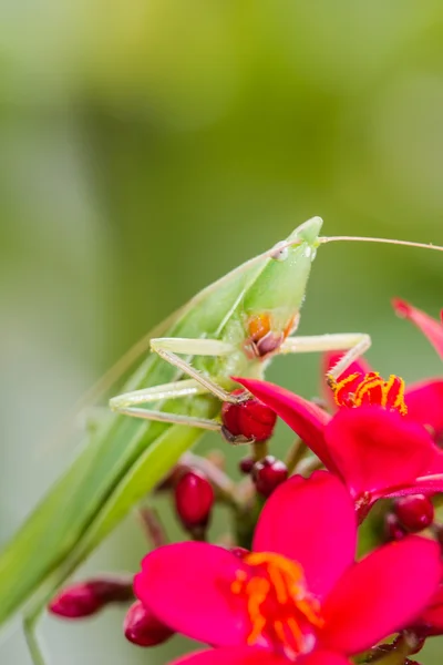 Langköpfige Heuschrecke auf Blatt — Stockfoto