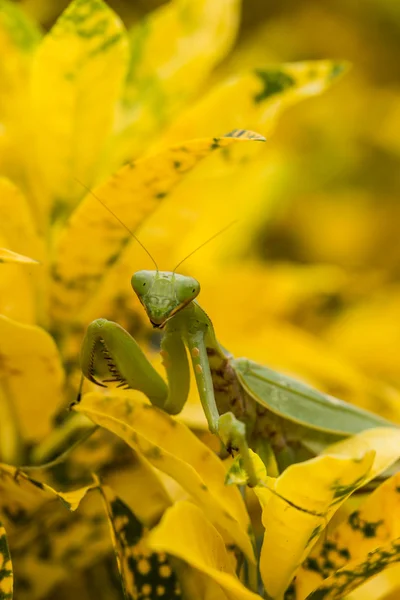 Gottesanbeterin (mantis religiosa) auf einem Blatt — Stockfoto