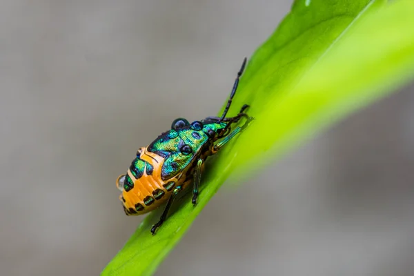 Lichi Escudo Bug — Foto de Stock