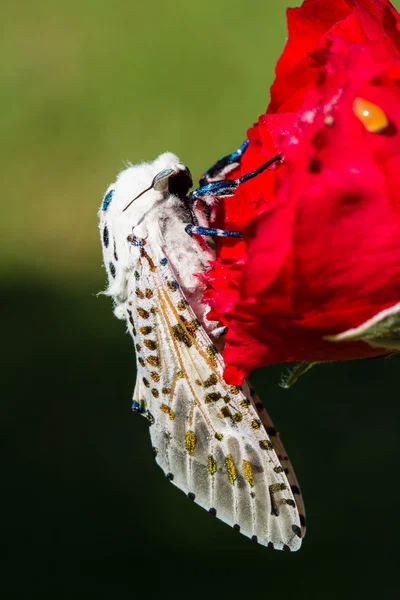 Gigante leopardo falena (Hypercompe scribonia ) — Foto Stock