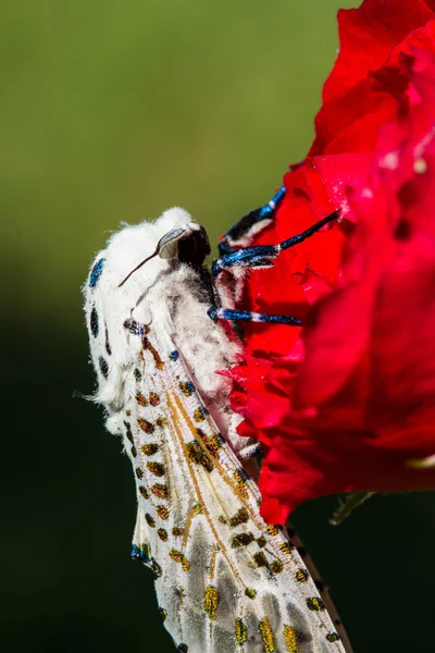 Giant Leopard Moth (Hypercompe scribonia) — Stock Photo, Image