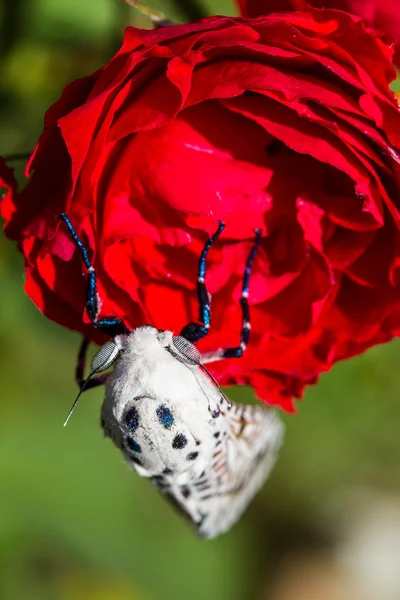 Giant Leopard Moth (Hypercompe scribonia) — Stock Photo, Image