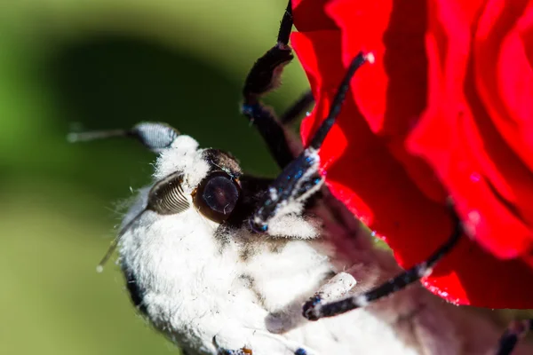 Giant Leopard Moth (Hypercompe scribonia) — Stockfoto