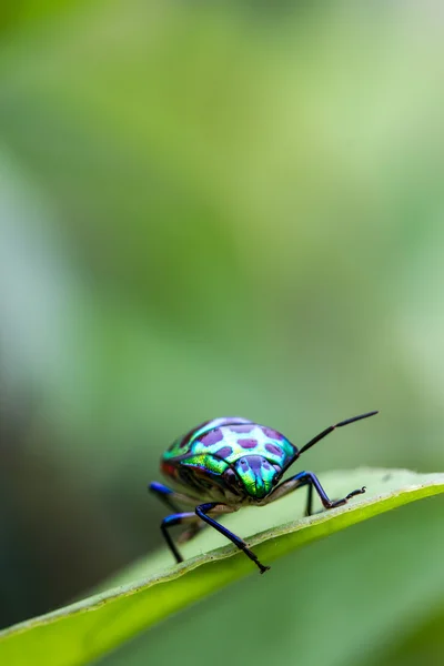 Lychee kalkan hatanın yeşil yaprak üzerinde — Stok fotoğraf