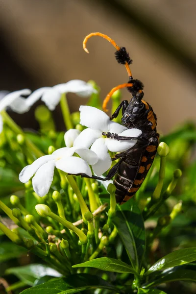 共通房軸受 longhorn — ストック写真