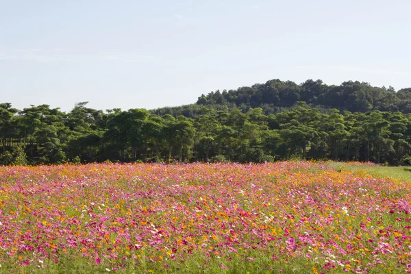 Campo de cosmos — Fotografia de Stock