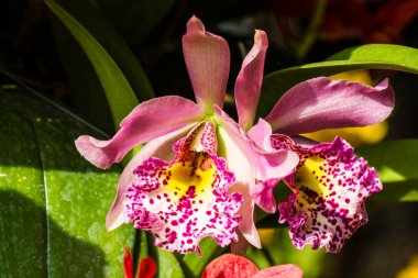 Güzel pembe orkide çiçekleri