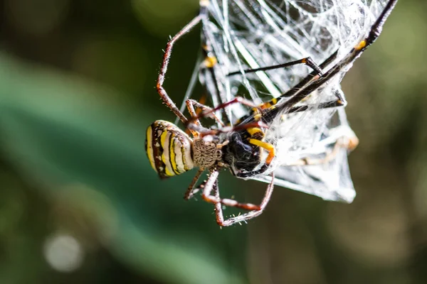 Pók Golden Orb-szövőmadár — Stock Fotó