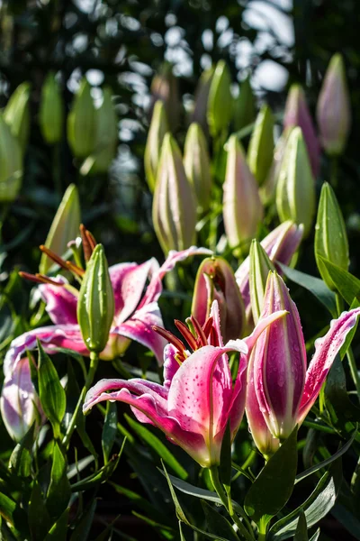 Hermosas flores de lirio rosa — Foto de Stock